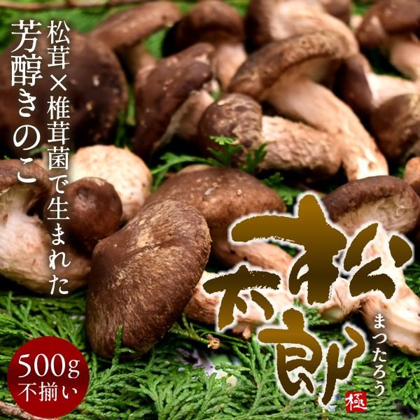 松太郎 きのこ 松茸×椎茸菌 芳醇キノコ［良品］まつたろう 500g（お  