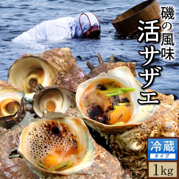 サザエ 天然活さざえ 1kg 10個前後 鳥取県 海の幸 日本海 お刺身 壺焼き qバーベキュー 送料無料 39 Sazae 1kg 食コレ Japan Food 通販 Yahoo ショッピング