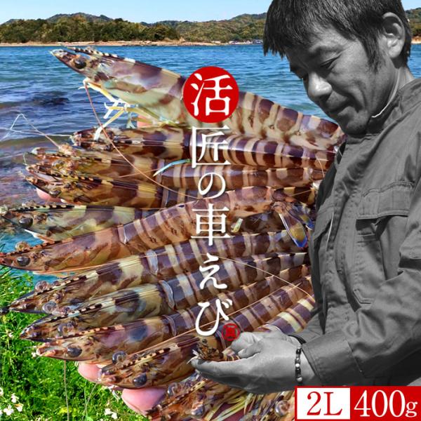 車海老 活き 天草 特大 2L 400g(12-14尾)［新えび］活車えび 生きたまま発送 熊本県 くるまえび 刺身 島育ち 匠の車えび［産直食品 ホワイトデーギフト］