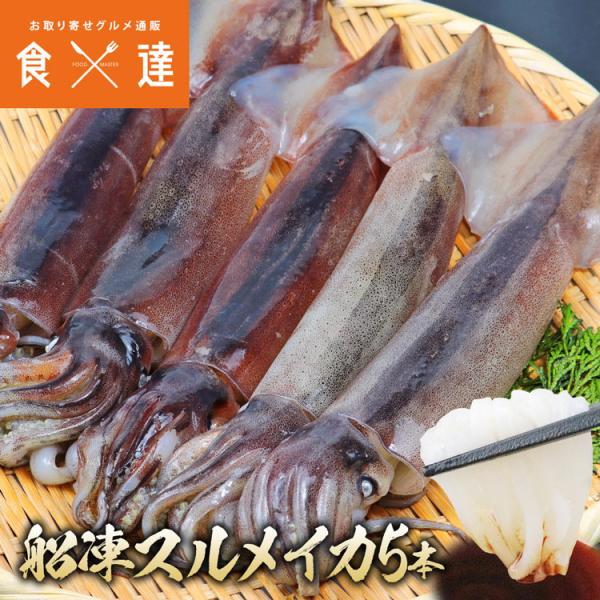スルメイカ 5本 850g 冷凍 船凍 いか イカ 烏賊 刺身 肝 海鮮丼 手巻き寿司 お中元