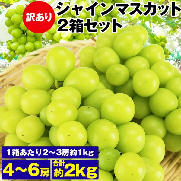 シャインマスカット 訳あり 2箱 4〜6房 2kg  (1箱あたり 2〜3房 1kg)  ご家庭用 お徳用 お買い得 ぶどう 産地厳選 冷蔵便 同梱不可 指定日不可