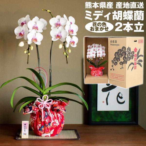 Ӓ ~fB 2{ (t) Ԃ̐F܂ F{Y ؂ Ȃ_ m  m  ؂Ă܂ Y Yn 퉷 s ws