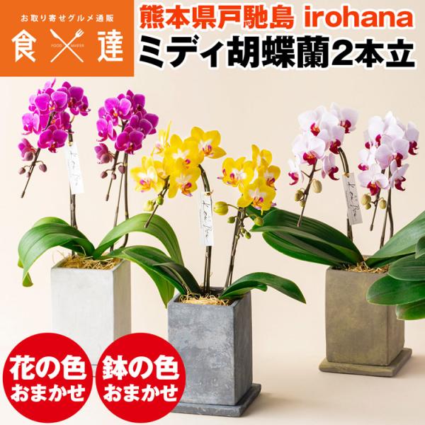 胡蝶蘭 ミディ 2本立 鉢植え 花の色おまかせ コンクリート鉢 光芒 大地