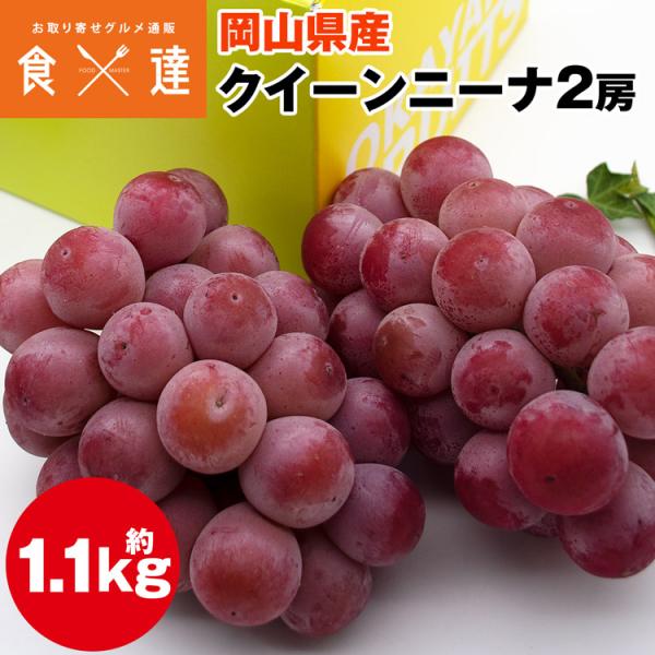 クイーンニーナ 岡山県産 2房 合計1.1kg ぶどう 種無し 赤ぶどう お歳暮 葡萄 ブドウ 産直 冷蔵便 同梱不可 指定日不可