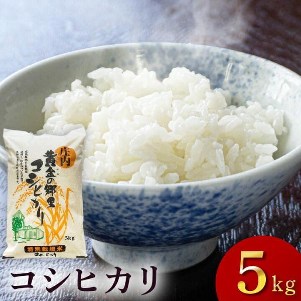 庄内 黄金の郷里 コシヒカリ 特別栽培米 5kg×2袋 精米時期3月