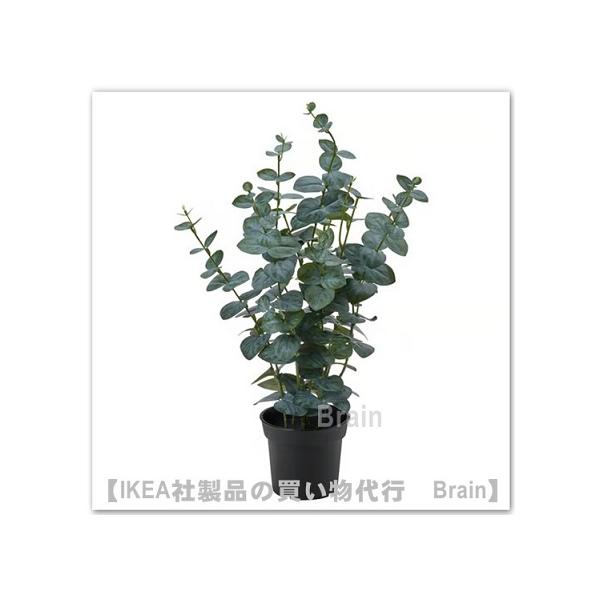 イケア（IKEA） FEJKA/フェイカ 人工観葉植物65 cm ユーカリ(006.152