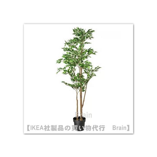イケア（IKEA） FEJKA/フェイカ 人工観葉植物170 cm ベンジャミン