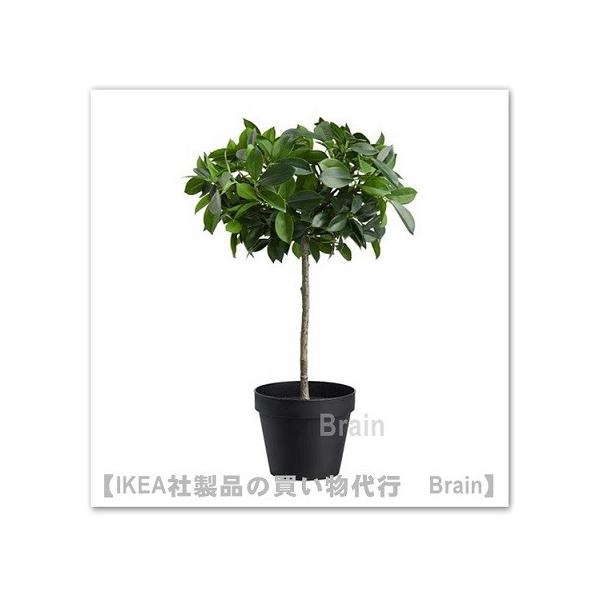 ｉｋｅａ イケア Fejka 人工観葉植物44 Cm ベンジャミン 幹 Selectshop Brain 通販 Yahoo ショッピング