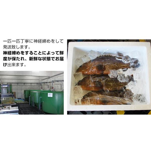 数量限定 幻の 高級魚 キジハタ 3尾 魚 お魚 さかな 鮮魚 刺身 煮つけ 煮付け 煮付 につけ アコウ アコウダイ あら汁 に バーベキュー キャンプ Buyee Buyee Japanese Proxy Service Buy From Japan Bot Online