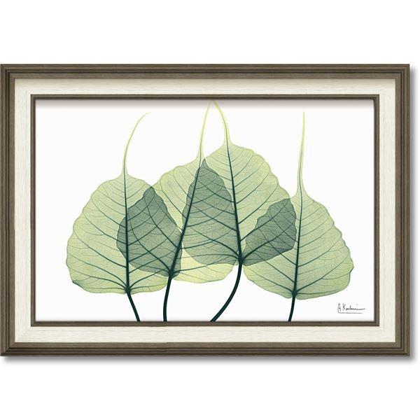 �f�W�^���v�����g X-RAY �L�����o�X�A�[�gBOX�t���[���iM�j�u���[�t3�v