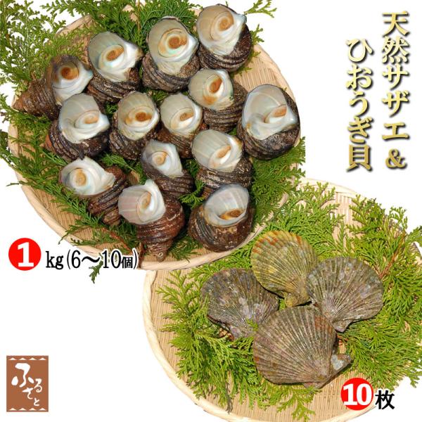 大分県産 天然 活き サザエ 1kg ヒオウギ貝 10枚セット 加熱用 sazae さざえ 栄螺 檜扇貝 送料無料 冷蔵