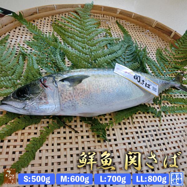 鮮魚 直送 一本釣り 活け締め 大分 関サバ 500g-800g 村田水産 大分市 公設地方卸売 市場 産直 お取り寄せ