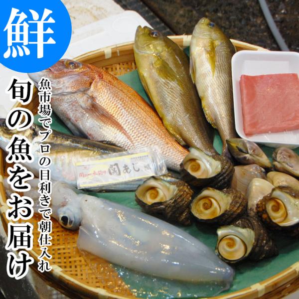 魚市場から直送！ 旬の魚介 鮮魚 おまかせセット 極 関アジ または 関サバ が必ず入る 大分市 公設地方 卸売 市場