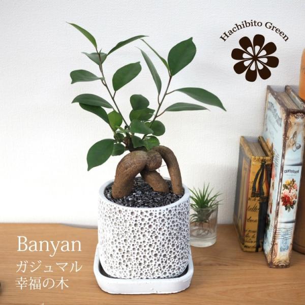 (ꕔn摗) KW} A[gXNGA|bg 󂯎Mt 3.5(11cm)