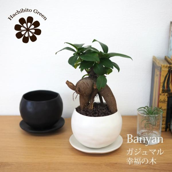 (ꕔn摗) ~j KW} a_|bgAW 󂯎Mt 3(8.5cm)