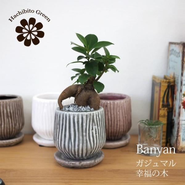 (ꕔn摗) ~j KW} a_|bgAW 󂯎Mt 3(8.5cm)