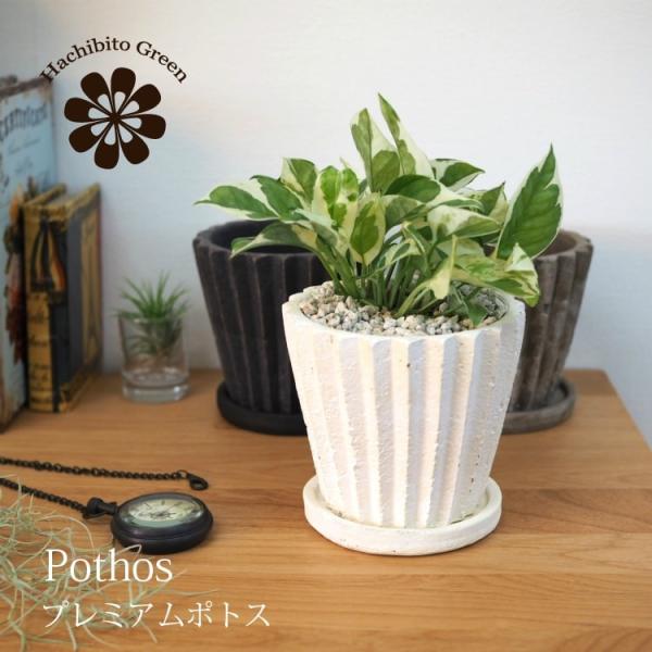shop-hachibito_pts001
