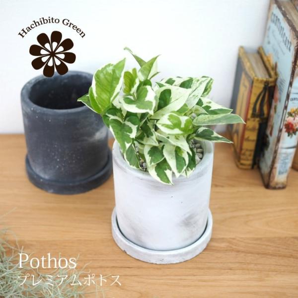 (ꕔn摗) |gX GWCEO[oO[E}[uNC[ECES[f Zg|bgAW 󂯎Mt 3.5(10.5cm)