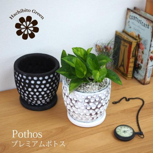 ポトス アレンジ 観葉植物の人気商品 通販 価格比較 価格 Com