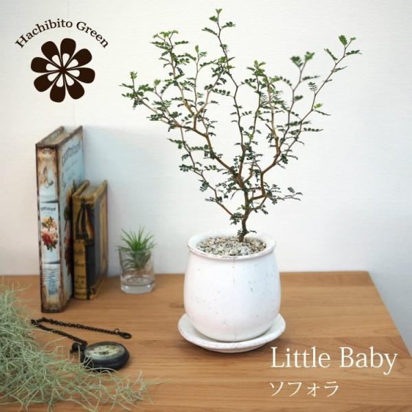 (ꕔn摗) \tH gxCr[ 4FIׂ֖ 󂯎Mt 3.5(11cm)