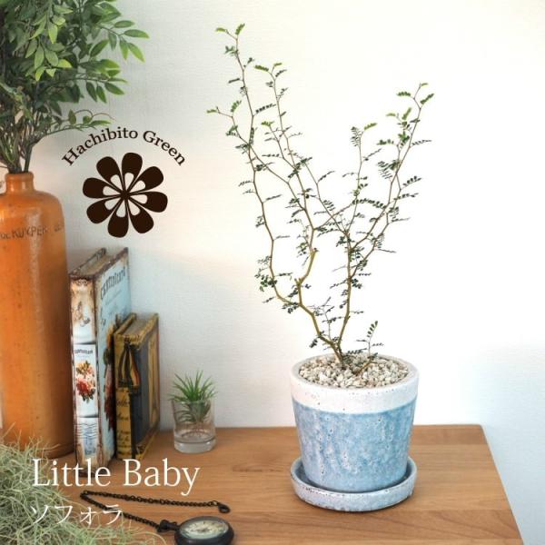 (ꕔn摗) \tH gxCr[ 4FIׂ铩픫 󂯎Mt 4(12cm)