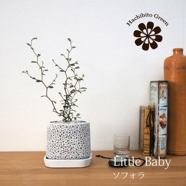 (ꕔn摗) \tH gxCr[ A[gXNGA|bgAW 󂯎Mt 4(11cm)