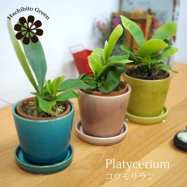 (ꕔn摗) ~jRE J[|bgAW 󂯎Mt 2.5(8cm)