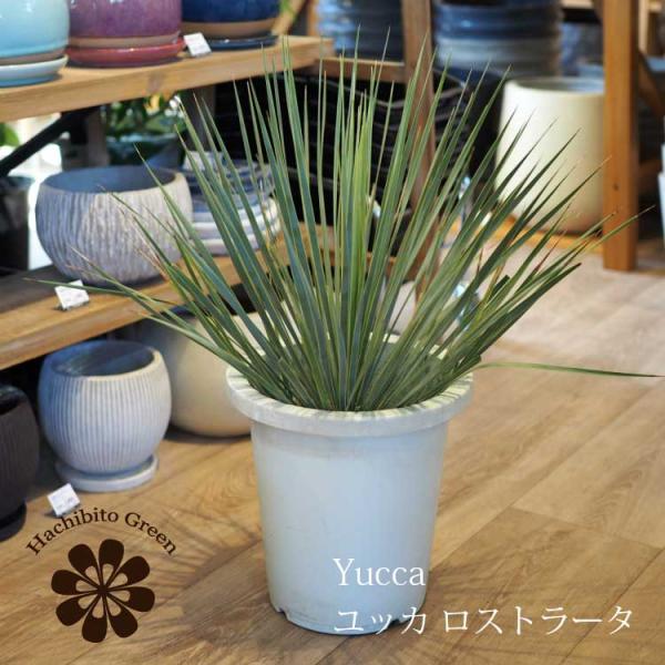 ユッカ　ロストラータ2鉢セット 数量限定】一部地域送料無料 ユッカ ロストラータ 8号 / おしゃれな