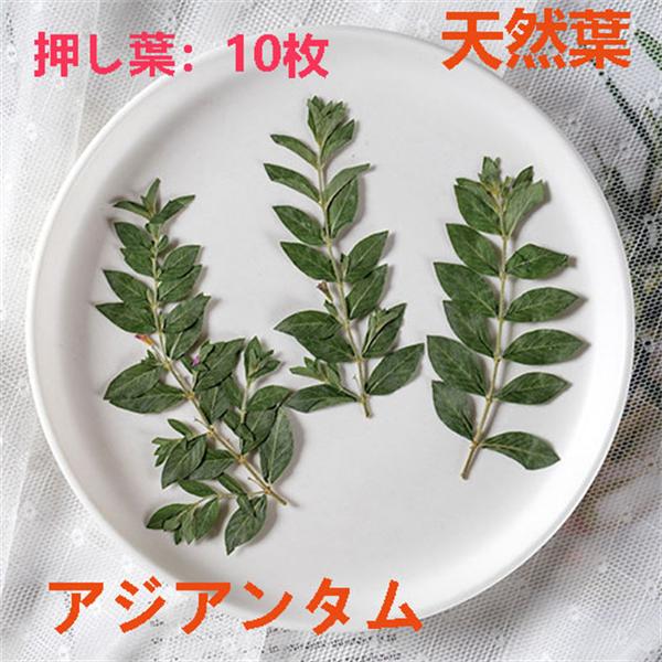 [ セット内容 ]押し花：10枚入り「記載のないアクセサリー、小物等は付属しません」[ カラー ]写真をご参照下さい（天然色）【素材】本物の押し葉自然の草花を乾燥させ「押し花」に加工処理しました。フラワーアレンジメントやウェルカムボード、ハ...