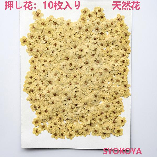 押し花 ハンドメイド デコパーツ ドライフラワー スマホケース装飾 しおり 押し花アート メイク レジン Diy 乾燥シート 手芸 パーツ ブリザードフラワー 10枚 Fj132 Syokoya 通販 Yahoo ショッピング