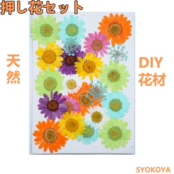 押し花セット ハンドメイド ドライフラワーdiy 化粧 乾燥シート 手芸 パーツ ブリザードフラワー 花材 レジン 貼り絵 デコパーツ 押し花アート スマホケース装飾 G0ybzdwpcd 押し花 ドライフラワー花材 Khantravel Mn