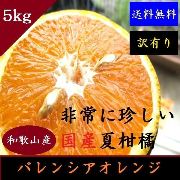 訳あり みかん 和歌山県産 バレンシアオレンジ 5kg 送料無料 一部地域除く 柑橘 みかん 旬 果物 フルーツ サイズ混合 約玉 35玉 Valencia01 紀州マルシゲ青果 Yahoo 店 通販 Yahoo ショッピング