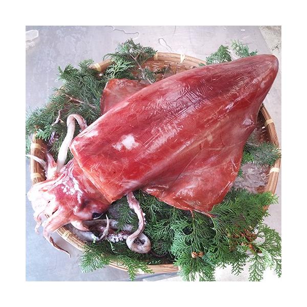 香住産 赤いか 切身 約300g ソデイカ タルイカ セーイカ アカイカ 赤イカ いか イカ 烏賊 Buyee Buyee 日本の通販商品 オークションの代理入札 代理購入