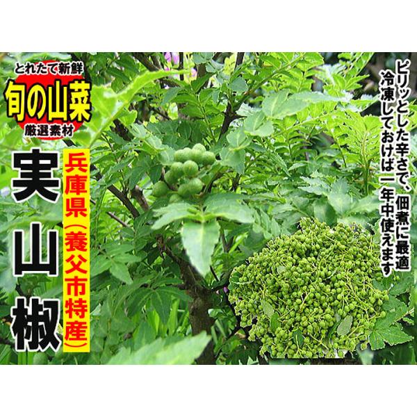 養父市特産朝倉山椒実山椒約1kg 送料無料山椒 Buyee 日本代购平台 产品购物网站大全 Buyee一站式代购bot Online