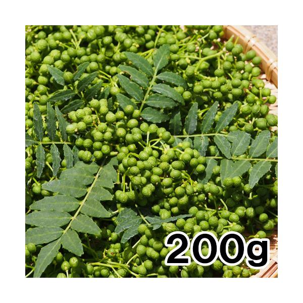 養父市特産 朝倉山椒 実山椒 約200g 山椒 山椒の実 5月中旬以降お届け予定