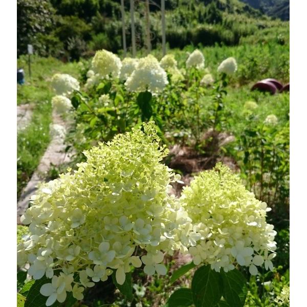 ノリウツギ ミナヅキ苗 4号 12cm ポット ツーギー谷 Buyee Buyee Japanese Proxy Service Buy From Japan Bot Online