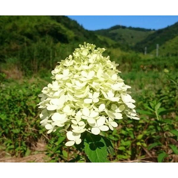 ノリウツギ ミナヅキ苗 4号 12cm ポット ツーギー谷 Buyee Buyee Japanese Proxy Service Buy From Japan Bot Online