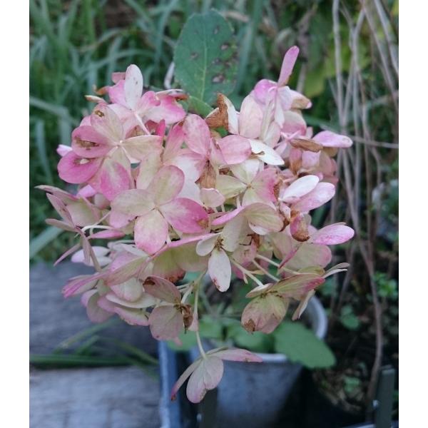 ノリウツギ ミナヅキ苗 4号 12cm ポット ツーギー谷 Buyee Buyee Japanese Proxy Service Buy From Japan Bot Online