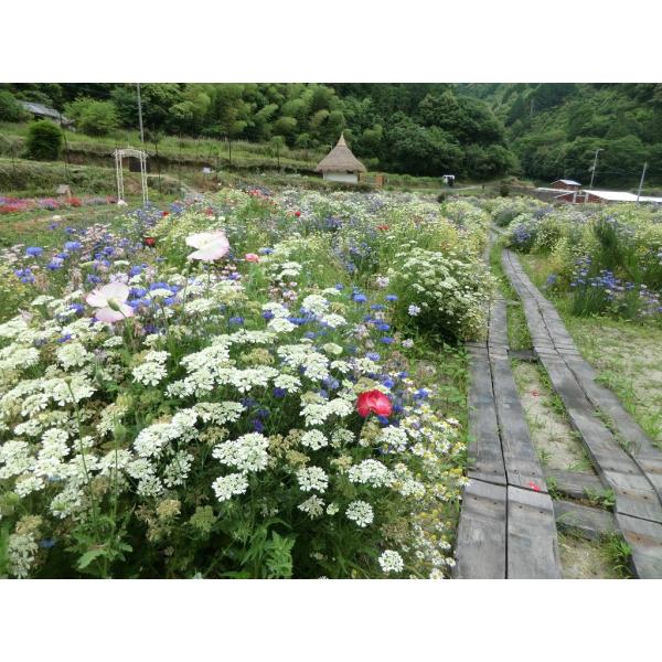 ノリウツギ ミナヅキ苗 4号 12cm ポット ツーギー谷 Buyee Buyee Japanese Proxy Service Buy From Japan Bot Online