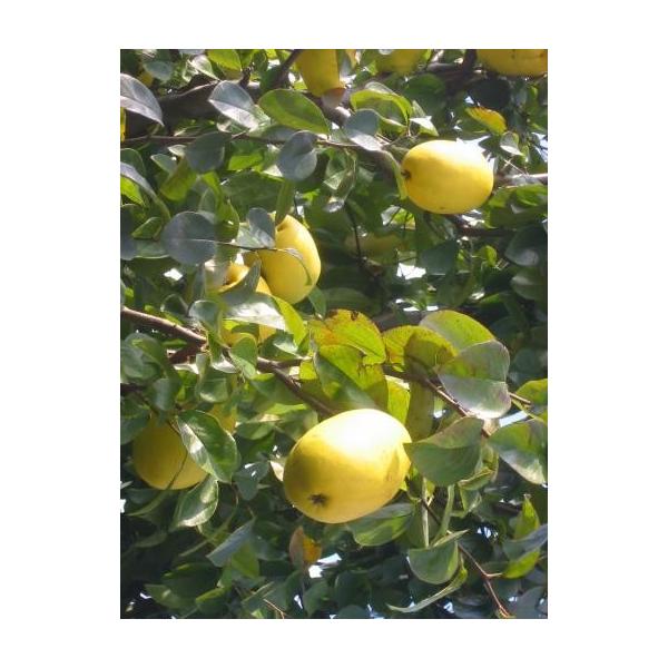 ○苗は、５号（15ｃｍ）ポット　高さ70〜90ｃｍ（ポット高さ含む）の苗です。（春は、新芽が出たもの。冬は、葉がありません。）〜本苗は、「接ぎ木」ではなく、種から育てた「実生苗」です。台木の芽摘み等の作業も不要で手間いらず、台木の影響も受け...