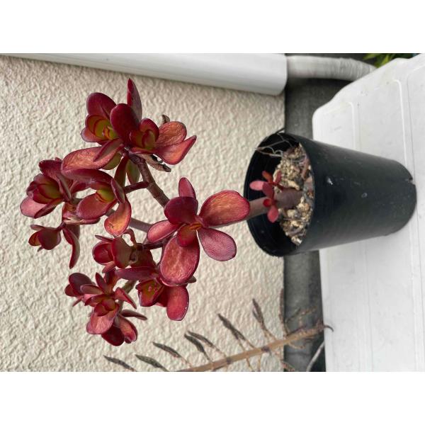 花月（かげつ）約15〜20cm 縁起物金運アップ 金のなる木 多肉植物