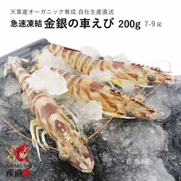 ぷりっぷりの食感とほのかな甘みの車海老 ちらし寿司 しゃぶしゃぶ 塩焼き 熨斗対応できます。●商品情報 熊本県九州産　刺身用急速凍結活〆車海老　冷凍車海老●内容 200g（200g×1PC）　※尾数は、大きさにより7-9尾の間で変動する場合...