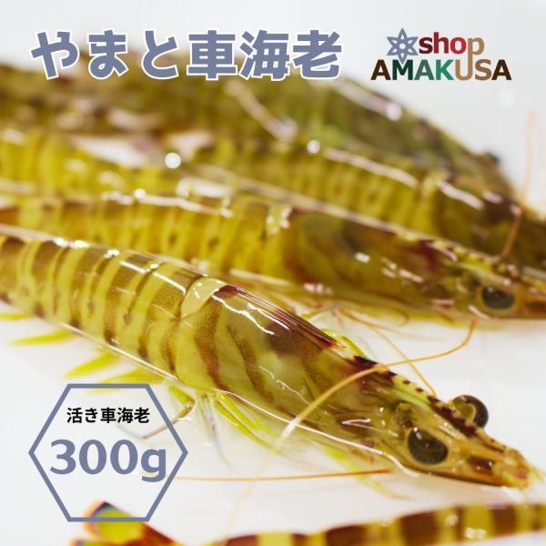 ぷりっぷりの食感とほのかな甘みの車海老を活きたまま出荷 熨斗対応できます。●商品情報 熊本県天草産 活き車海老●内容 300g　※尾数は大きさにより変動する場合がありますが、合計300g入りでお届けします。●賞味期限 生ものですので、お早め...