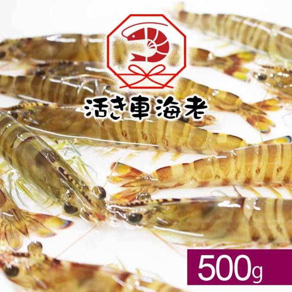 ぷりっぷりの食感とほのかな甘みの車海老を活きたまま出荷 熨斗対応できます。●商品情報 熊本県天草産 活き車海老●内容 500g　※尾数は大きさにより変動する場合がありますが、合計500g入りでお届けします。●賞味期限 生ものですので、お早め...