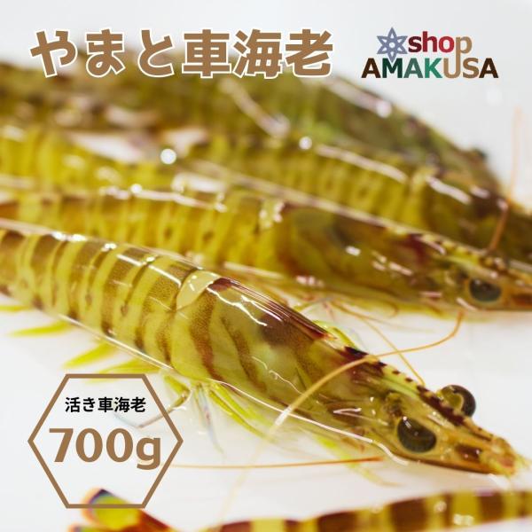 ぷりっぷりの食感とほのかな甘みの車海老を活きたまま出荷 熨斗対応できます。●商品情報 熊本県天草産 活き車海老●内容 700g　※尾数は大きさにより変動する場合がありますが、合計700g入りでお届けします。●賞味期限 生ものですので、お早め...