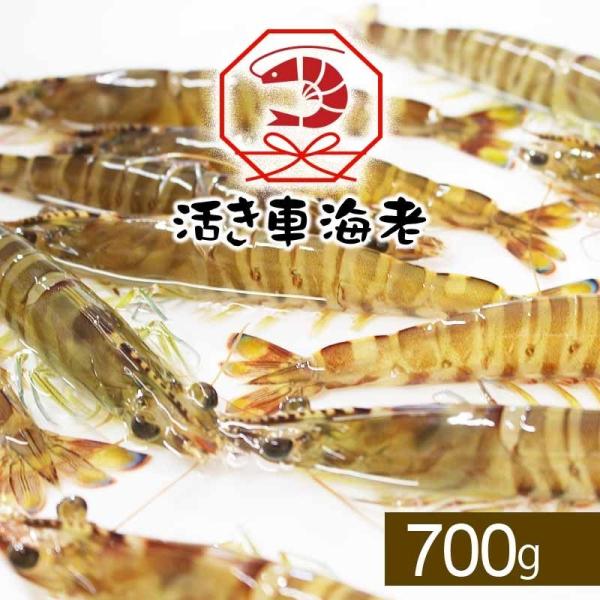 ぷりっぷりの食感とほのかな甘みの車海老を活きたまま出荷 熨斗対応できます。●商品情報 熊本県天草産 活き車海老●内容 700g　※尾数は大きさにより変動する場合がありますが、合計700g入りでお届けします。●賞味期限 生ものですので、お早め...