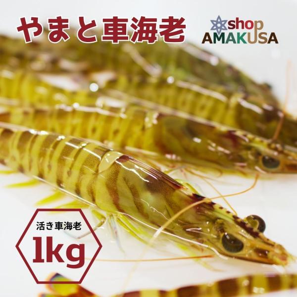 ぷりっぷりの食感とほのかな甘みの車海老を活きたまま出荷 熨斗対応できます。●商品情報 熊本県天草産 活き車海老●内容 1kg　※尾数は大きさにより変動する場合がありますが、合計1kg入りでお届けします。●賞味期限 生ものですので、お早めにお...
