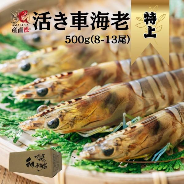 [Release date: November 29, 2025]ぷりっぷりの食感とほのかな甘みの車海老を活きたまま出荷 熨斗対応できます。●商品情報 熊本県天草産 特上活き車海老●内容 500g　※尾数は大きさにより変動する場合があります...