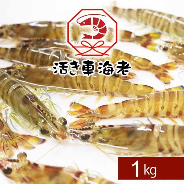 ぷりっぷりの食感とほのかな甘みの車海老を活きたまま出荷 熨斗対応できます。●商品情報 熊本県天草産 お試し活き車海老(家庭用)●内容 1kg（36-45匹入）※尾数は大きさにより変動しますが合計1kg入りでお届けします。●賞味期限 生もので...