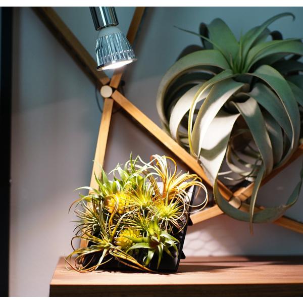 植物育成led Plantlight5w W 白色クリップタイプ Sun 5w W プラントクリップb 観葉植物 植物栽培ライト アクアリウムライト E17 Buyee Buyee Japanese Proxy Service Buy From Japan Bot Online